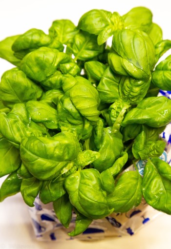 Basilicum